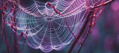 A spiderweb hanging on branches, which are shades of red and purple.