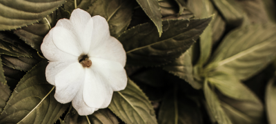 A single white flower among green foliage.