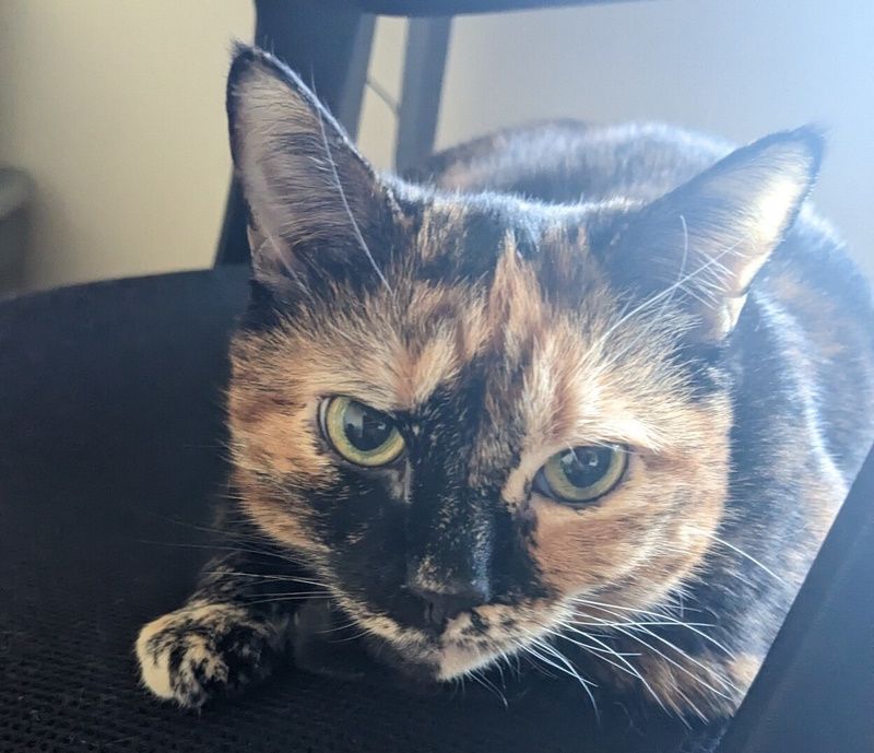 A black and orange cat (tortie), staring into the camera with green eyes.