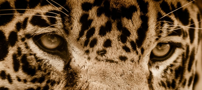 A close up on the eyes of a jaguar.