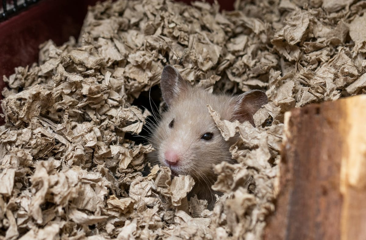 A light brown rodent, buried up to its neck in brown paper bedding.
