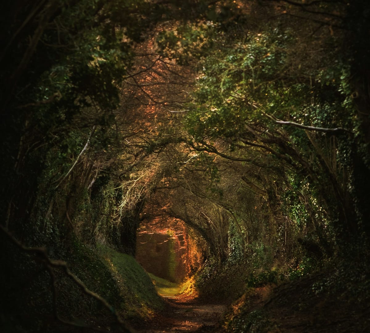 Trees shrouded over a forest path, forming a sort of tunnel to the other side.
