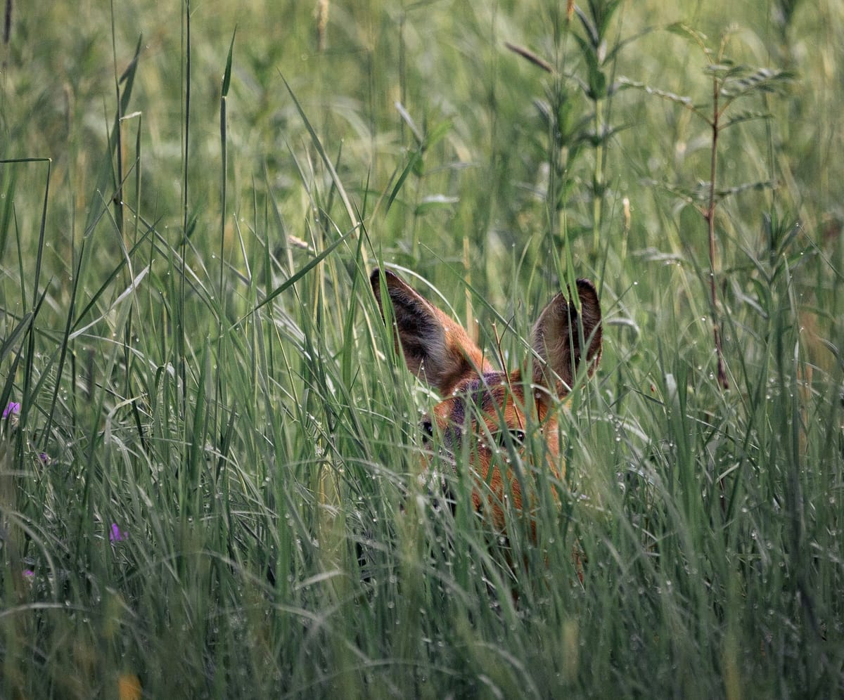 A deer, just the ears and part of its face, peers out from tall grass and weeds.
