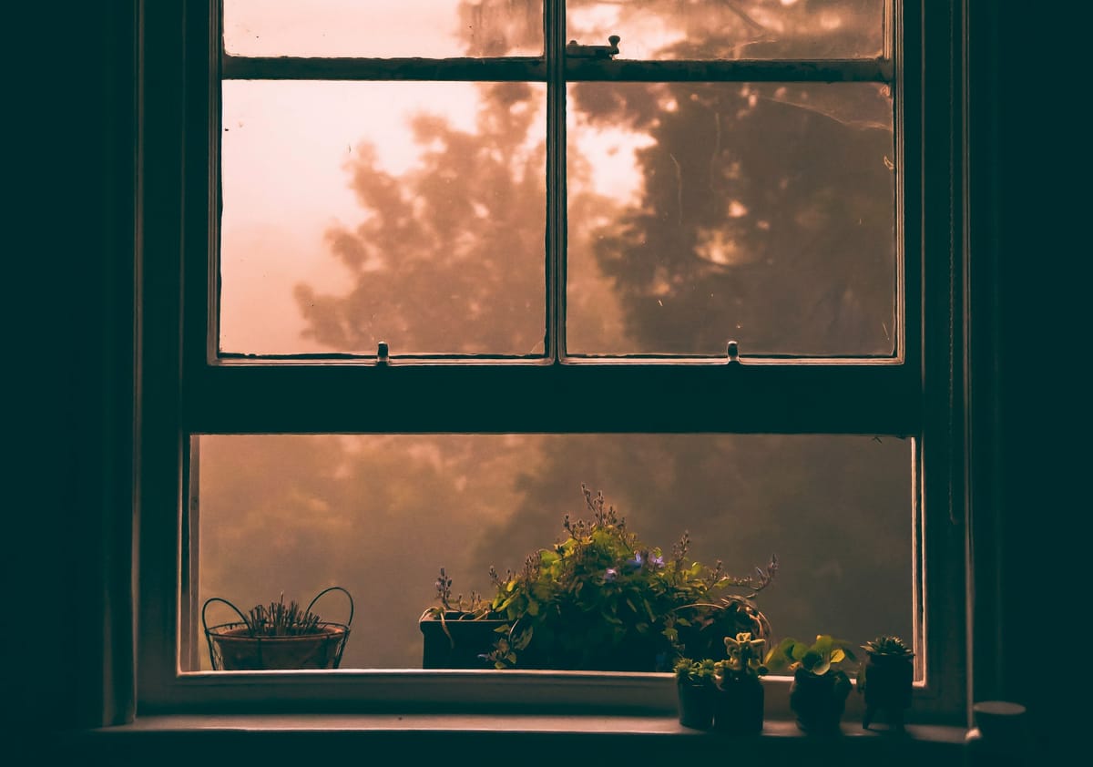 A partly open window at dawn, soft glow spilling over a series of small plants.