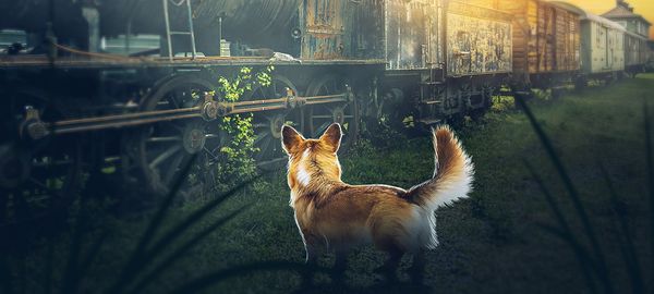 A corgi standing before a ruined train, admiring the sunrise.