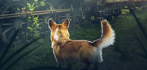 A corgi standing before a ruined train.