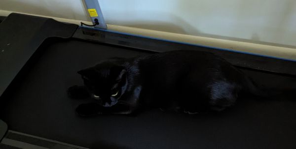 A solid black cat, lying on a treadmill. She has green eyes.