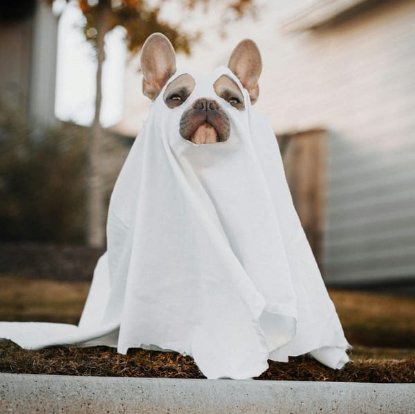 A small dog wearing a sheet with holes cut out for the eyes and mouth. A ghost doggo, if you will.