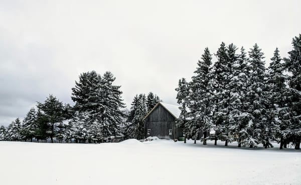 A small house framed by snow laden trees. Snow also covers the surrounding land.