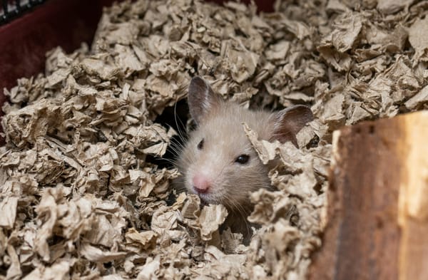 A light brown rodent, buried up to its neck in brown paper bedding.