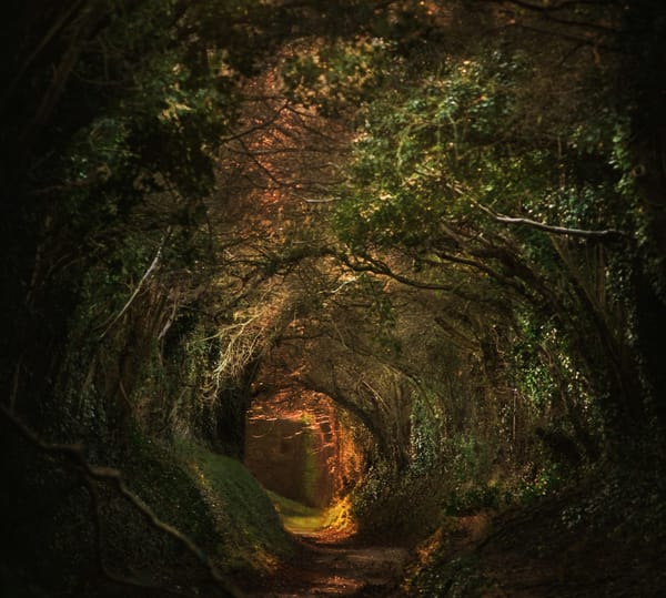 Trees shrouded over a forest path, forming a sort of tunnel to the other side.