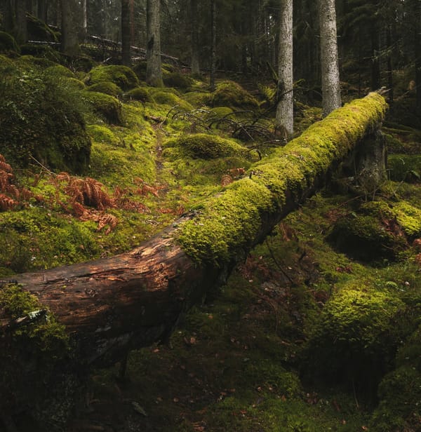 A fallen tree in the middle of a forest. Most of the area and tree are covered in moss.