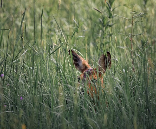 A deer, just the ears and part of its face, peers out from tall grass and weeds.