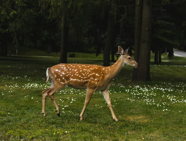 A white tailed deer, out for a lovely stroll in a wooded area, speckled with white flowers.
