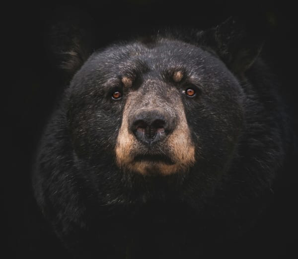 The solemn face of a black bear.