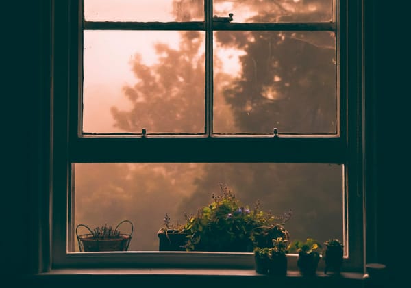 A partly open window at dawn, soft glow spilling over a series of small plants.