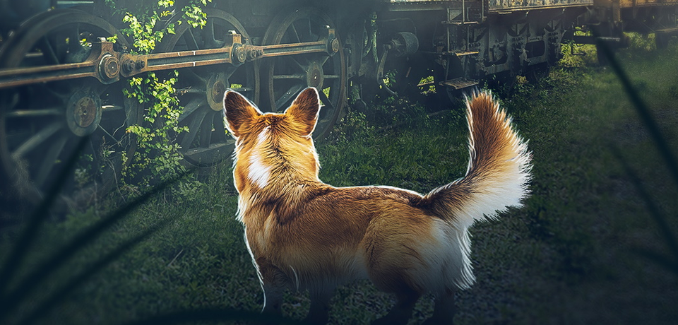 An orange corgi standing in front of a ruined train.